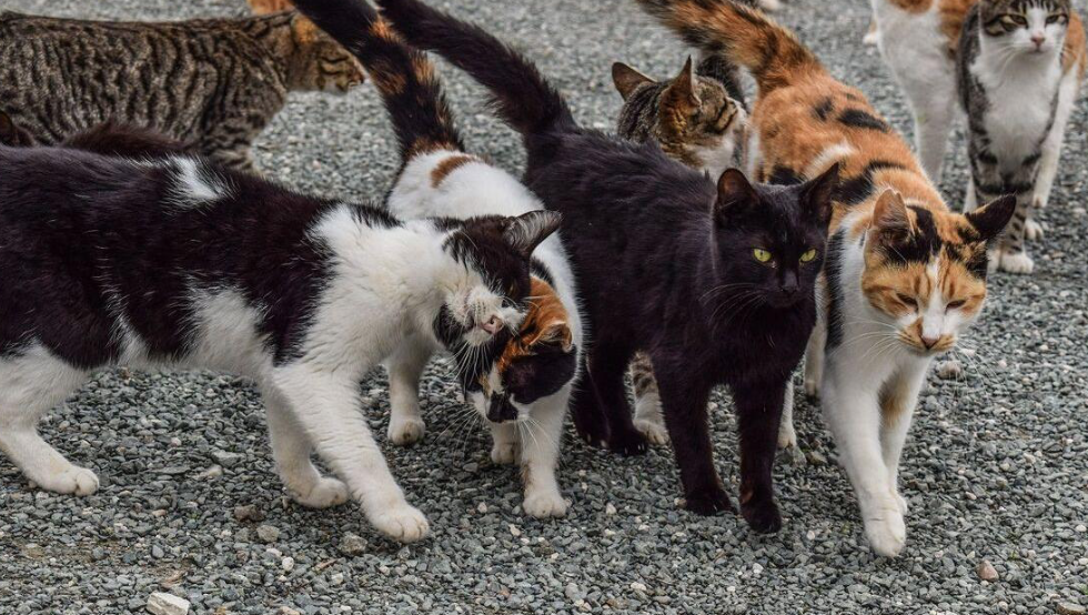 Miles de gatos mueren en Chipre por coronavirus animal y poco a poco se propaga en Europa 