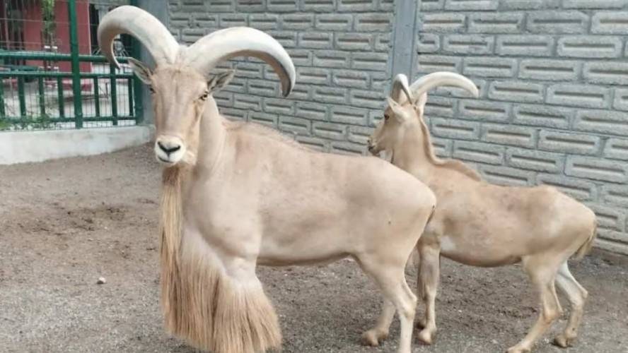 Cocinan cuatro cabras del Zoológico Zoochilpan para fiesta de fin de año