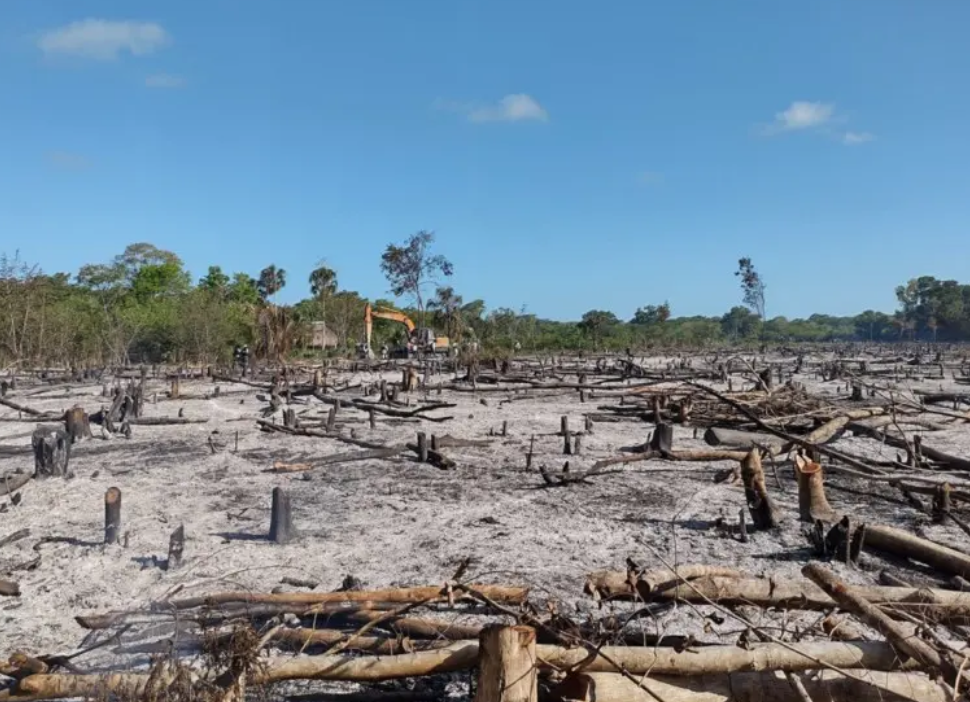 Deforestación en Campeche: Impacto de la migración menonita