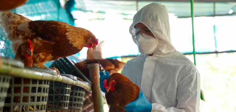 Detectan primeros casos de influenza aviar en Uruguay