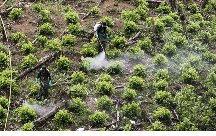 "Narcodeforestación": la amenaza del narcotráfico al ecosistema del Amazonas y Centroamérica