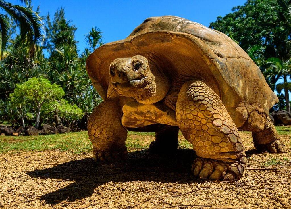 Ecuador ha criado a más de 3 mil tortugas gigantes en los últimos 50 años