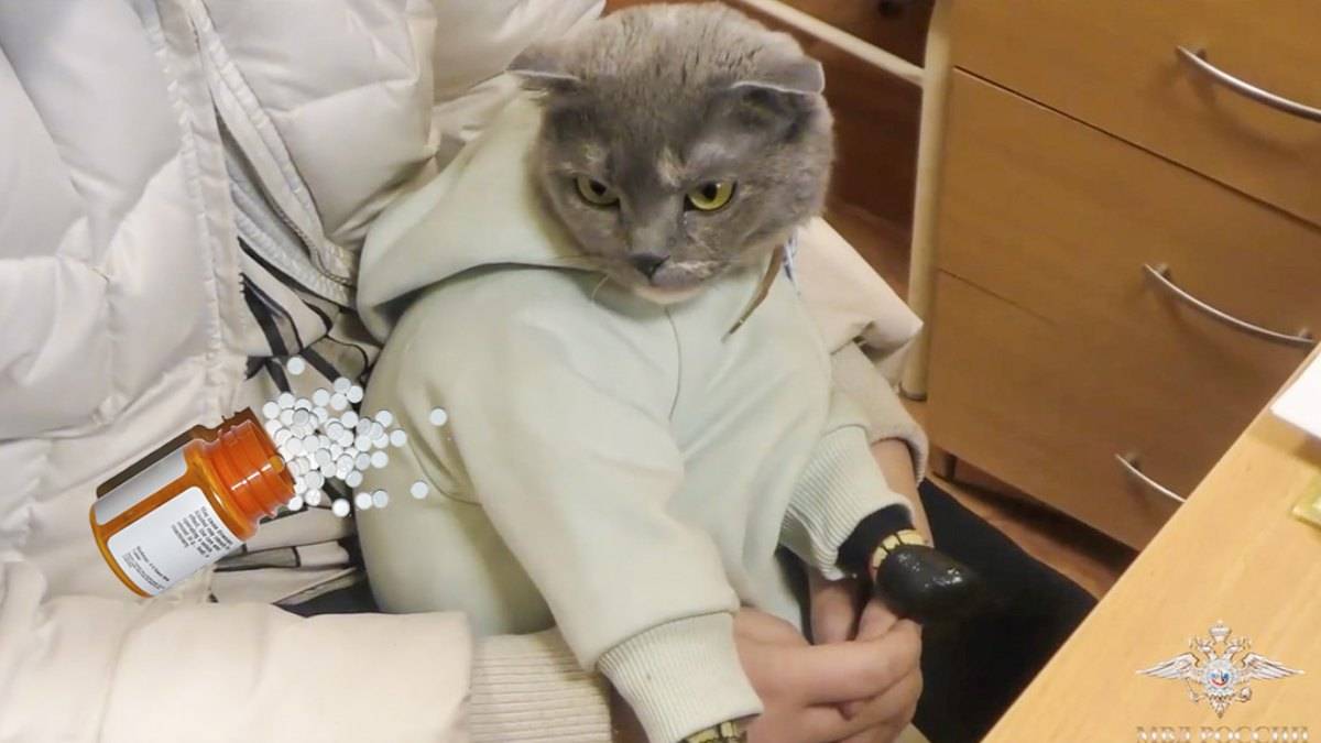 Mujer vestía a gato doméstico como bebé para traficar drogas en Rusia 