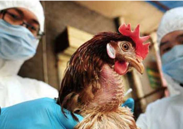 OMS expresa preocupación por propagación de cepa H5N1 de gripe aviar a humanos