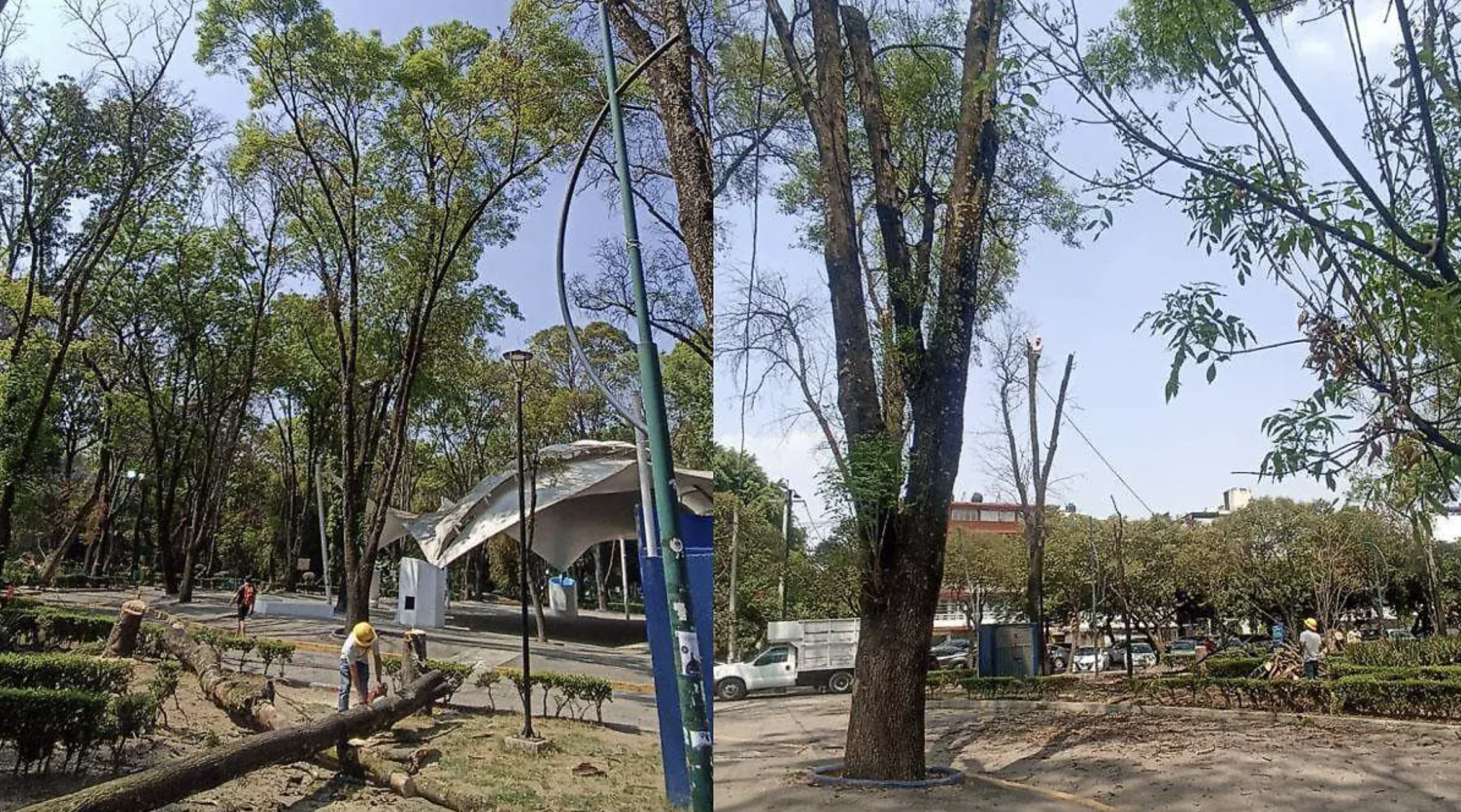 Alcaldía Benito Juárez retira 20 árboles muertos en Parque de Los Venados y anuncia reposición