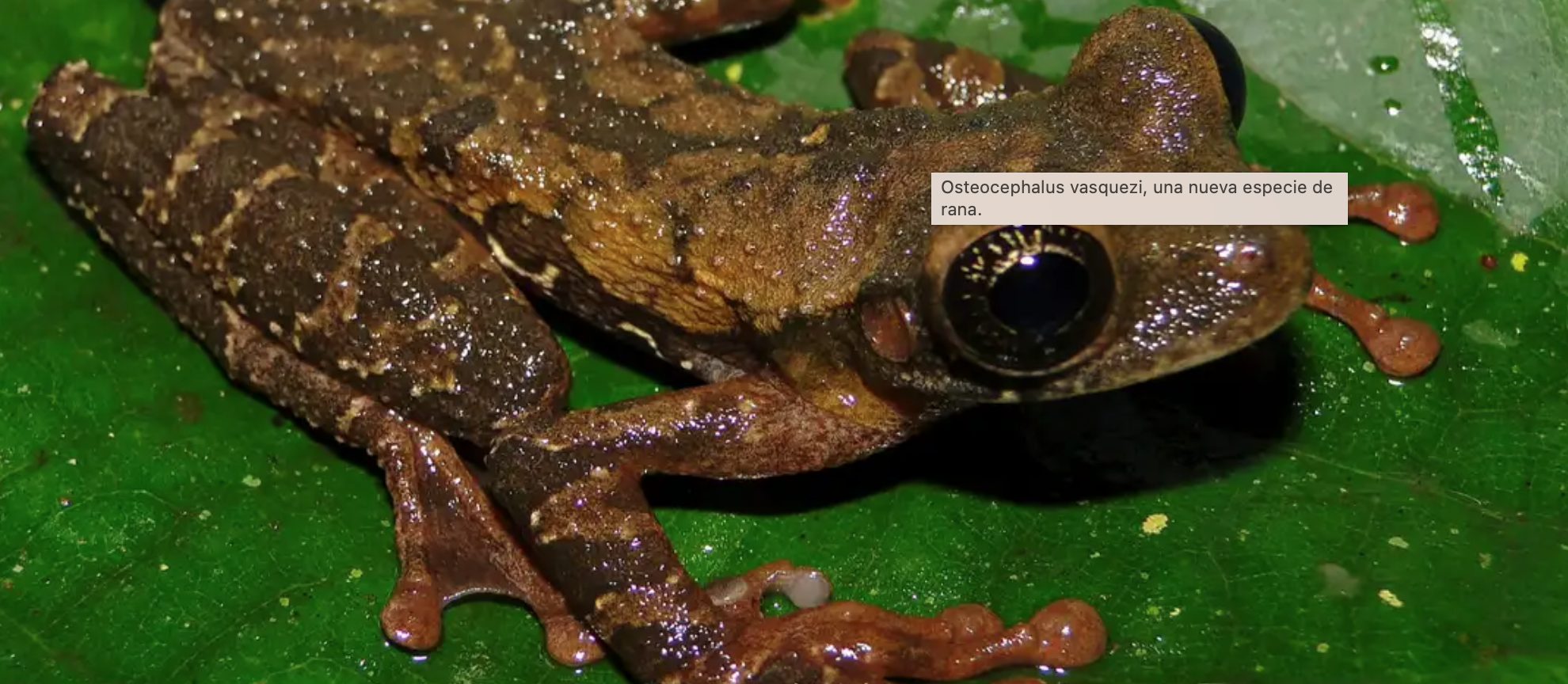 En Perú fue descubierta una nueva especie de rana 