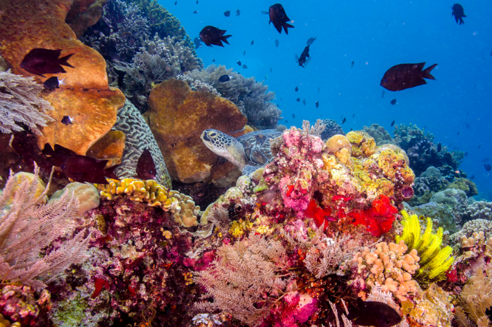 Innovación marina: Científicos salvan arrecifes de coral usando impresión 3D.