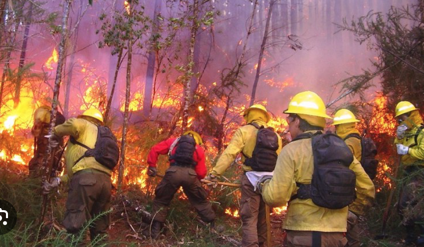 Día Nacional del Combate de Incendios Forestales en México, ¿cuando se festeja? 