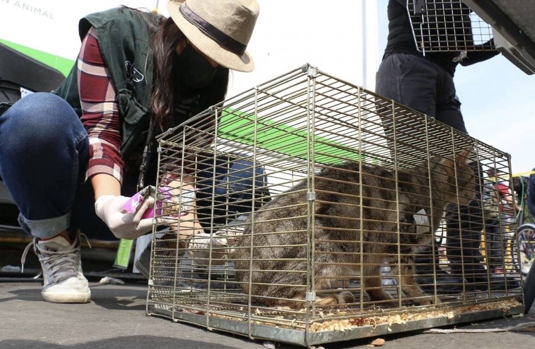 Ordenan eliminar venta de animales en el Mercado de Sonora antes de finalizar el año