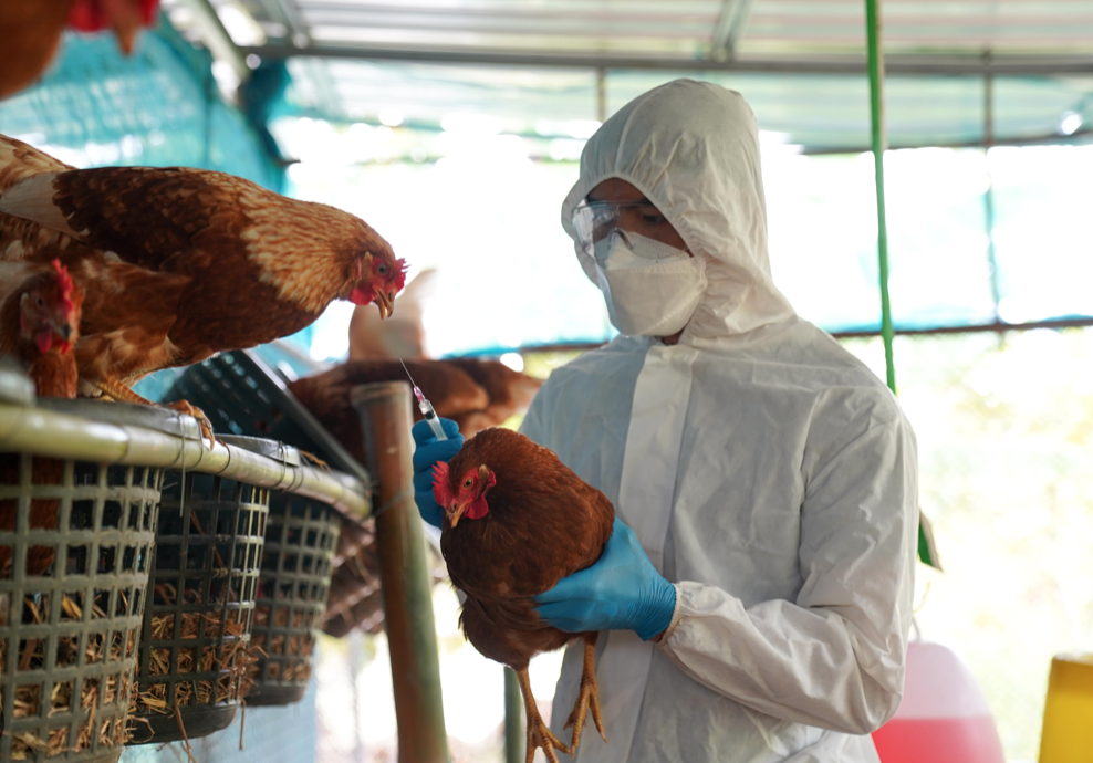La FAO alerta a México por evolución de influenza aviar