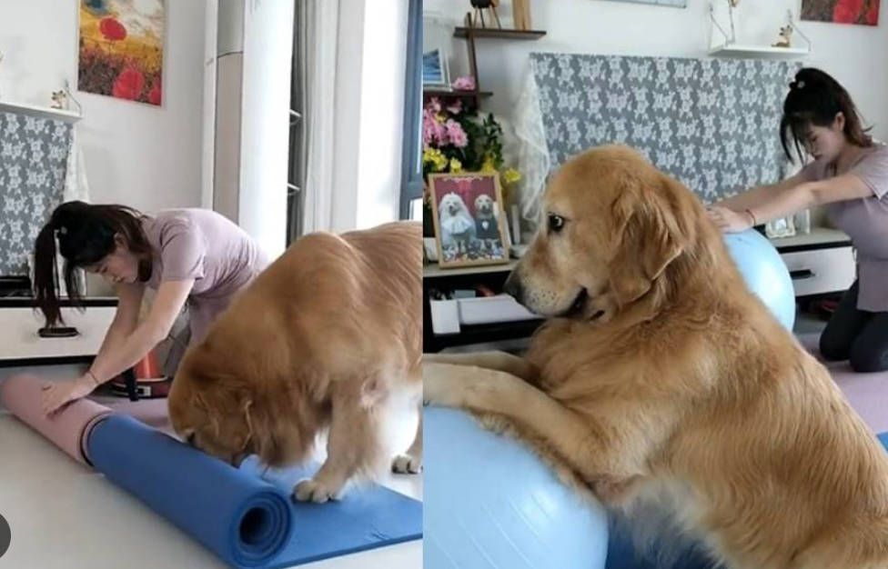 En Europa la nueva tendencia es hacer yoga con lomitos