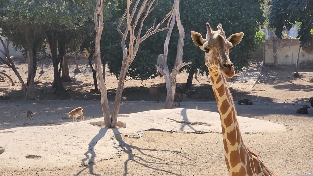 Desaparición de una jirafa en el Zoológico de Culiacán genera incertidumbre